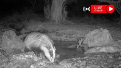 [ID: qQZILMyW88o] Youtube Automatic