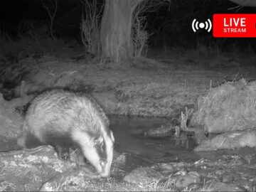 [ID: qQZILMyW88o] Youtube Automatic