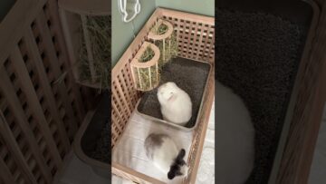 Rabbit Stainless Steel Litter Box Upgrade | Indoor Rabbits | Bunny Care | Rabbit set up