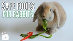 SAFE FOODS FOR RABBITS