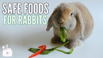 SAFE FOODS FOR RABBITS