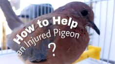 Taking Care of an Injured Pigeon