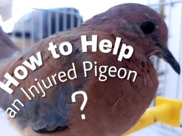 Taking Care of an Injured Pigeon