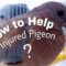 Taking Care of an Injured Pigeon