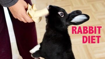 WHAT TO FEED YOUR PET RABBIT
