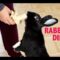 WHAT TO FEED YOUR PET RABBIT