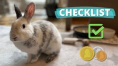 What You Need for a Rabbit & Budget Tips