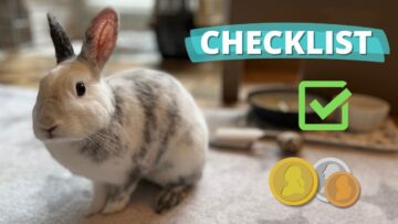 What You Need for a Rabbit & Budget Tips