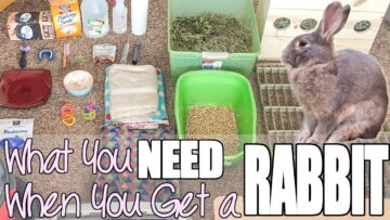 What You Need When You Get A Rabbit