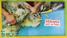26 Sea Turtles Saved From Poachers