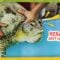26 Sea Turtles Saved From Poachers
