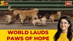 8 dogs in China make global headlines