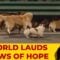 7 dogs in China make global headlines.  But what’s the real story?