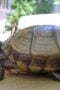 Three-toed_Box_Turtle