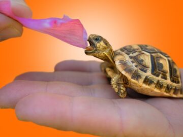 Basic Set Up For Starting Baby Tortoises! Crucial Information For Best Care.