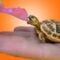 Basic Set Up For Starting Baby Tortoises! Crucial Information For Best Care.
