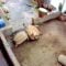 Hero Tortoise Rushes To Save Struggling Friend