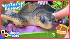 How Will Rescuers Use HONEY To Save This Sea Turtle?