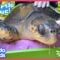 How Will Rescuers Use HONEY To Save This Sea Turtle?