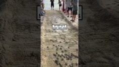[ID: lx6Wu3BEr4w] Youtube Automatic