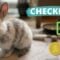 [ID: qIx-XEzkPyo] Youtube Automatic