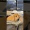 [ID: Xr_ikqqd5F0] Youtube Automatic