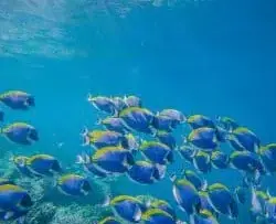ocean_channel