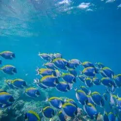ocean_channel