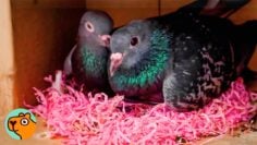Sad Pigeon Surprises Lady With A Nest
