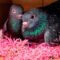 Sad Pigeon Surprises Lady With A Nest