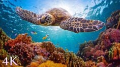 Turtle Paradise