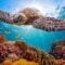 Turtle Paradise