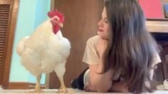 Chicken raised for meat is convinced he’s a dog