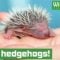 Cute hedgehog family returned to the wild!