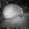 Hedgehog eating hedgehog food in a garden