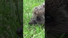 Hedgehogs : The ultimate gardener’s friend