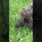 Hedgehogs : The ultimate gardener’s friend