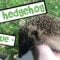 How to handle & tamRescuing a Baby Hedgehog! 🦔