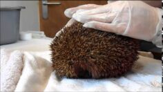 How to uncurl a hedgehog Knoxwood Wildlife Rescue
