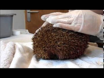 How to uncurl a hedgehog Knoxwood Wildlife Rescue