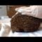 How to uncurl a hedgehog Knoxwood Wildlife Rescue