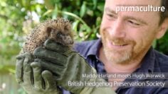 How we can all Help Save the British Hedgehog