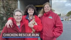 PT A Co Kildare animal sanctuary is carrying out its biggest hen rescue run of the year