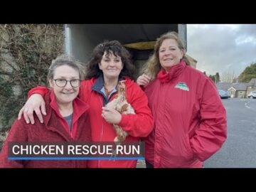 PT A Co Kildare animal sanctuary is carrying out its biggest hen rescue run of the year