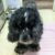 Group Profile photo of Senior Pet Corner